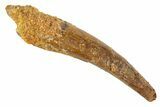 Fossil Pterosaur (Siroccopteryx) Tooth - Morocco #329034-1